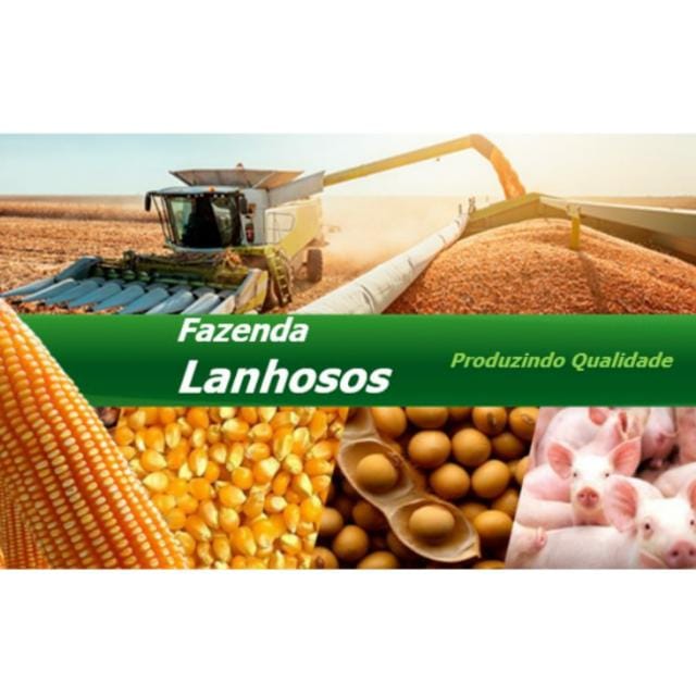 Fazenda Lanhosos — Produzindo Qualidade: colheita, milho, soja e suínos